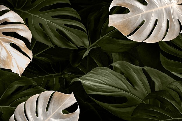 Monstera folha luxo mídia social banner fundo selva tropical