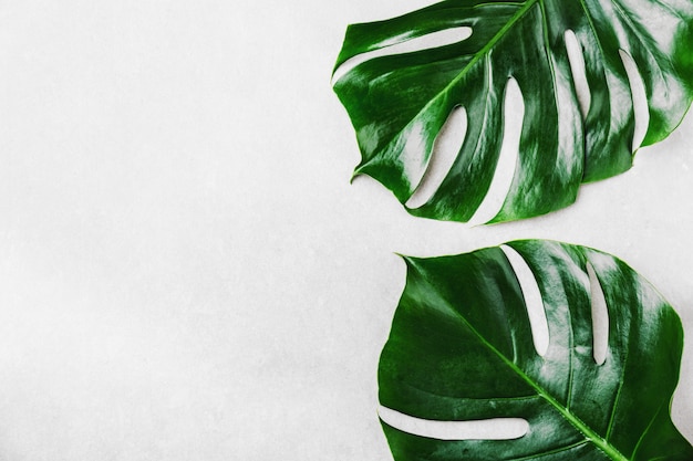 Monstera folhas verdes em cinza