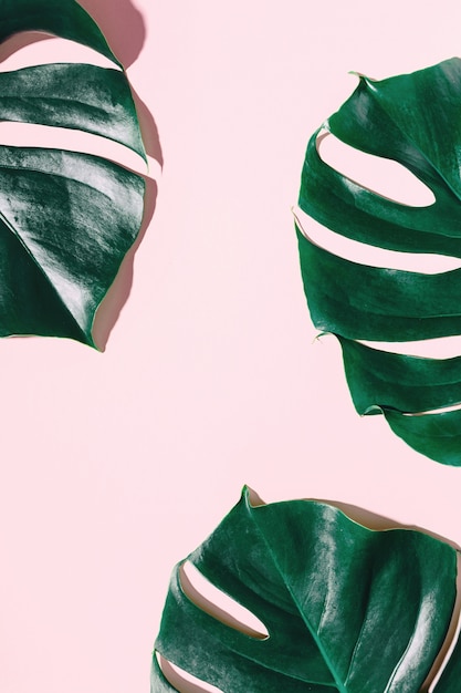 Monstera folhas verdes em rosa