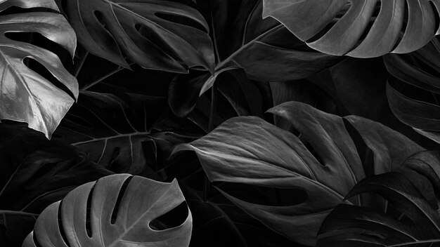 Monstera nature deixa papel de parede de fundo