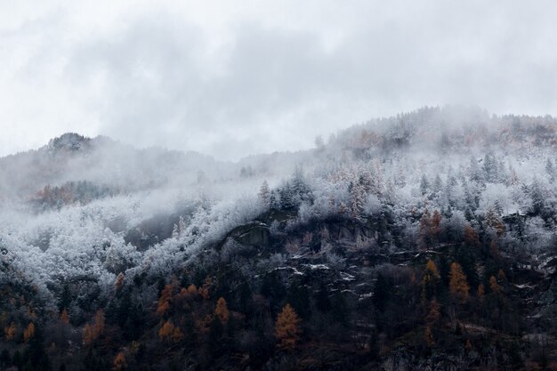 Montanha cercada por árvores com neve