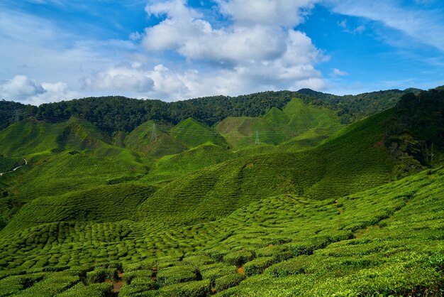 Montanha com árvores e arbustos e nuvens