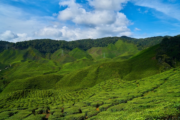 Montanha com árvores e arbustos e nuvens