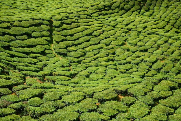 Montanha com árvores e arbustos