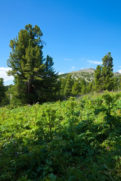 Montanhas florestais