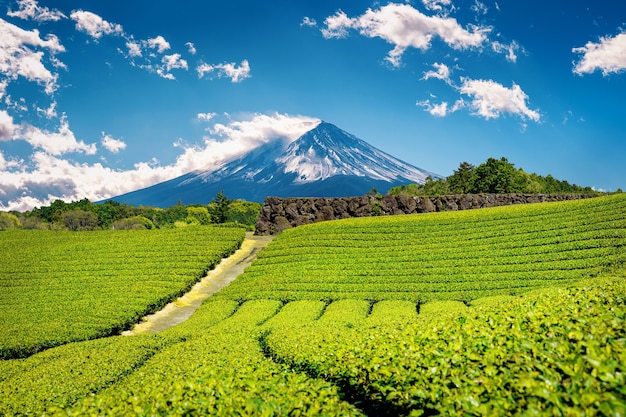 Montanhas Fuji e plantação de chá verde em Shizuoka, Japão.