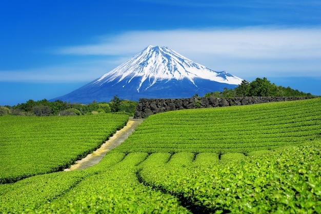 Montanhas Fuji e plantação de chá verde em Shizuoka, Japão.