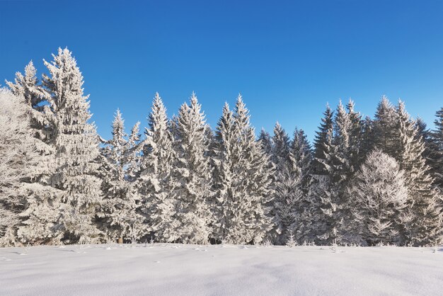 Montanhas majestosas da paisagem misteriosa do inverno no inverno. Árvore coberta de neve do inverno mágico. Cárpatos. Ucrânia