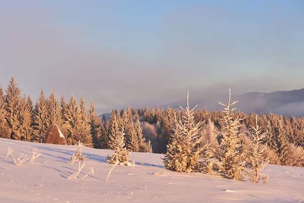 Montanhas majestosas da paisagem misteriosa do inverno no inverno. Árvore coberta de neve do inverno mágico. Cárpatos. Ucrânia