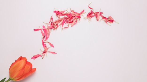 Monte de pétalas de flores rosa perto de flor