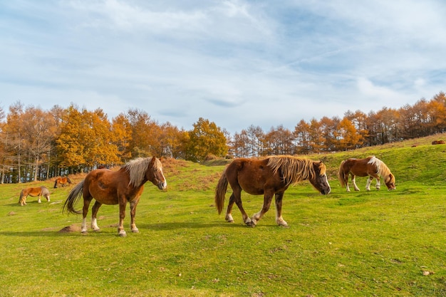 Monte erlaitz com belos cavalos em liberdade na cidade de irun, gipuzkoa. país basco