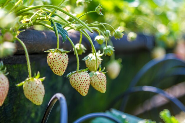 Morango no jardim