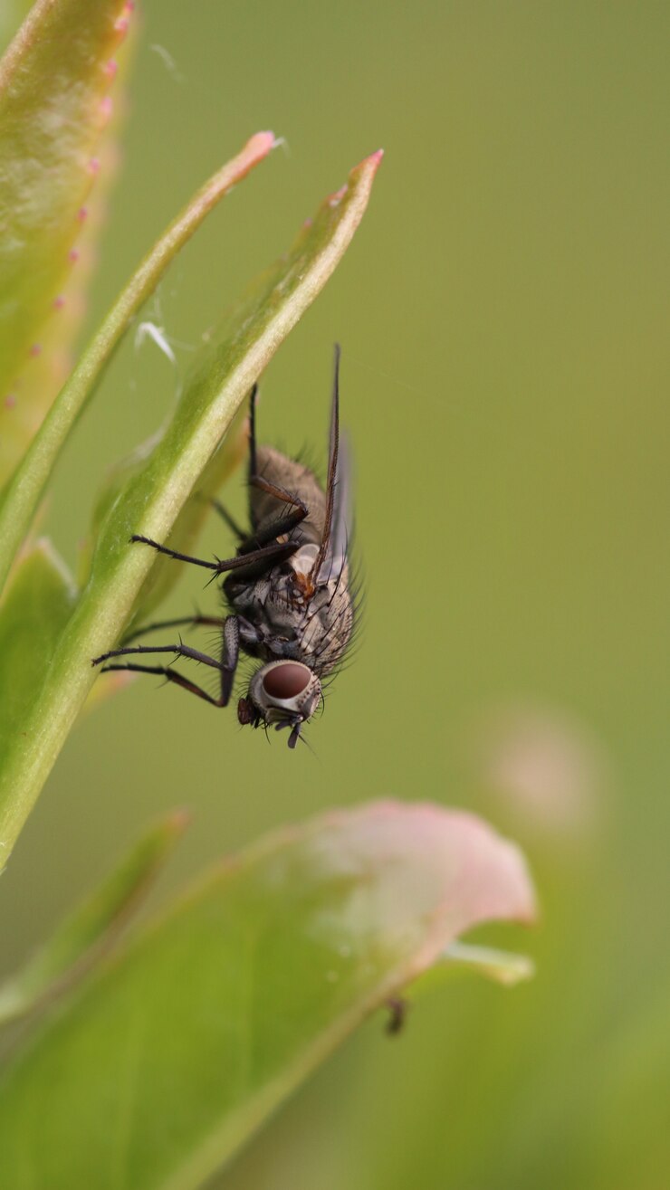 Foto grátis mosca em uma folha