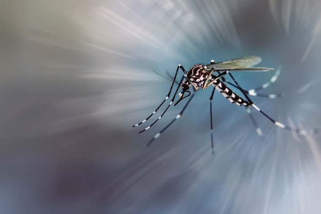 Mosquito altamente detalhado