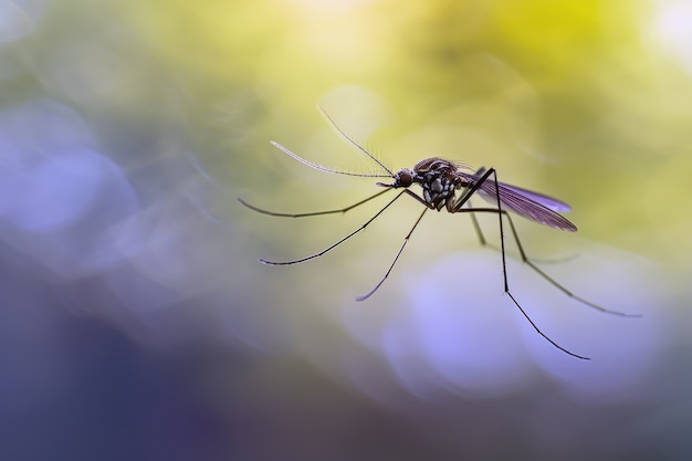 Foto grátis mosquito altamente detalhado