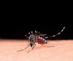 Foto grátis mosquito