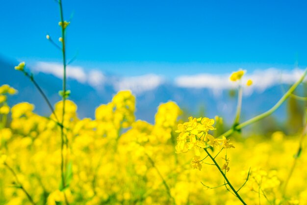 Mostarda, campo, com, bonito, neve, coberto, montanhas, paisagem, Kashmir, estado, Índia