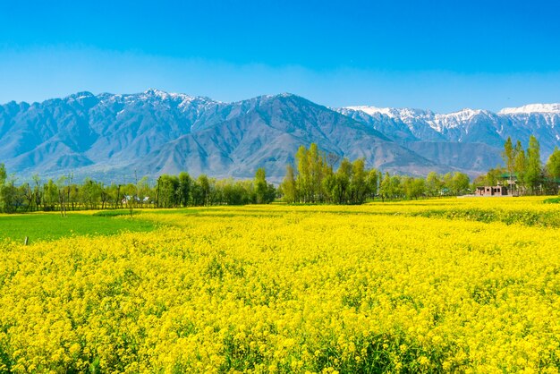 Mostarda, campo, com, bonito, neve, coberto, montanhas, paisagem, Kashmir, estado, Índia