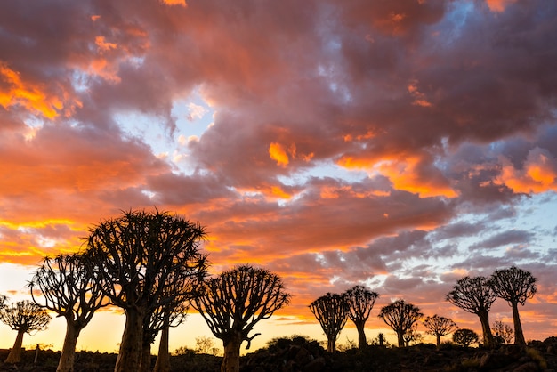 Mostre em silhueta a vista da floresta das árvores do Quiver com cena crepuscular do céu do por do sol bonito do céu em Keetmanshoop, Namíbia.