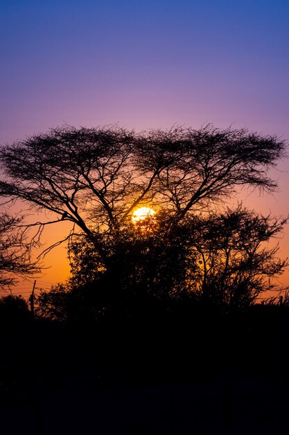 Mostre em silhueta a vista da floresta das árvores do Quiver com cena crepuscular do céu do por do sol bonito do céu em Keetmanshoop, Namíbia.