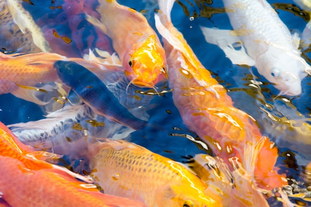 Movimento de belo peixe koi nadando na lagoa