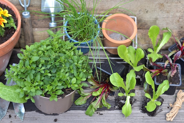 Mudas de vegetais e plantas aromáticas com equipamento de jardinagem em uma prancha de jardim