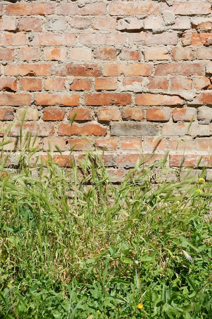 Muita grama verde crescendo em frente a uma velha parede de tijolos