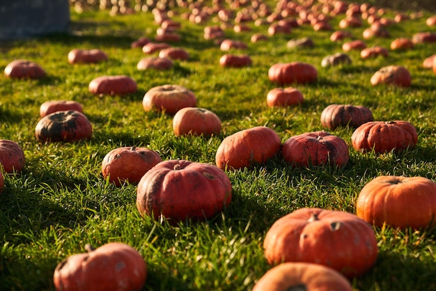 Muitas abóboras maduras em abóboras aquecendo-se nos raios do sol no outono vista de perto de centenas de laranjas