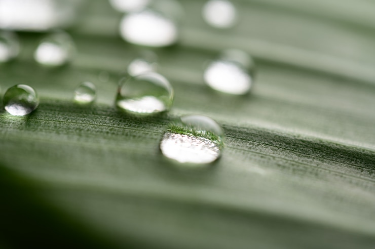 Foto grátis muitas gotas de água caem nas folhas de bananeira