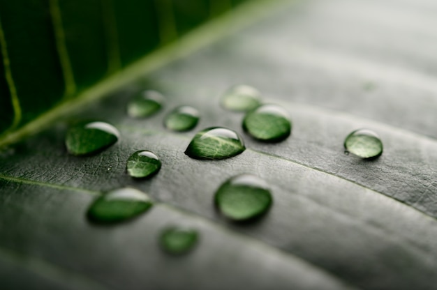 Muitas gotas de água caindo nas folhas