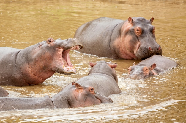 Muito hipopótamo no rio masai no parque masai mara national no quênia, áfrica.