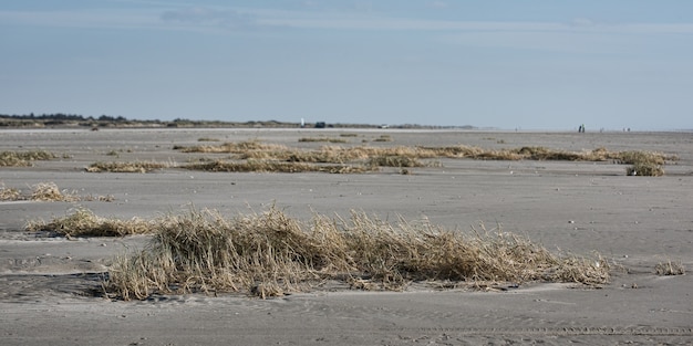 Muitos arbustos e grama seca em uma área arenosa à beira-mar