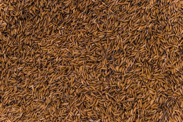 Foto grátis muitos grãos secos ou aveia