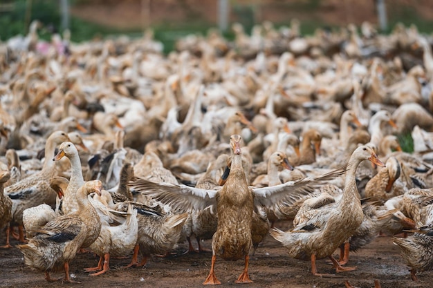 Muitos patos na fazenda aberta no vietnã líder dos patos abra as asas Foto Premium