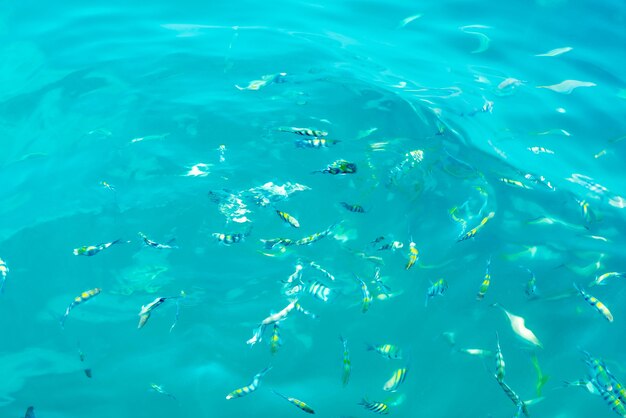 Muitos peixes no mar