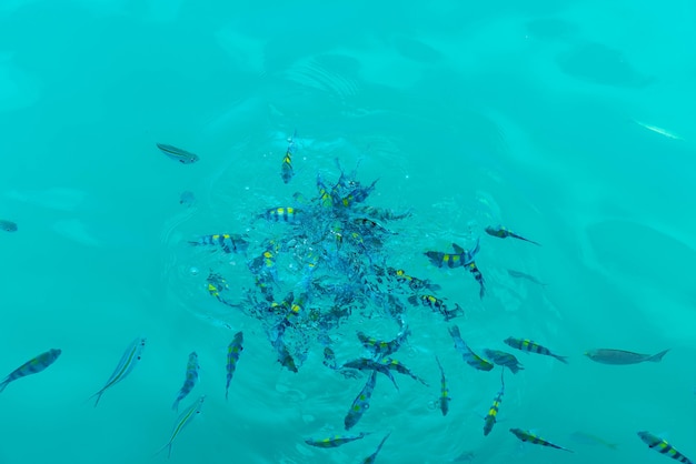 Foto grátis muitos peixes no mar