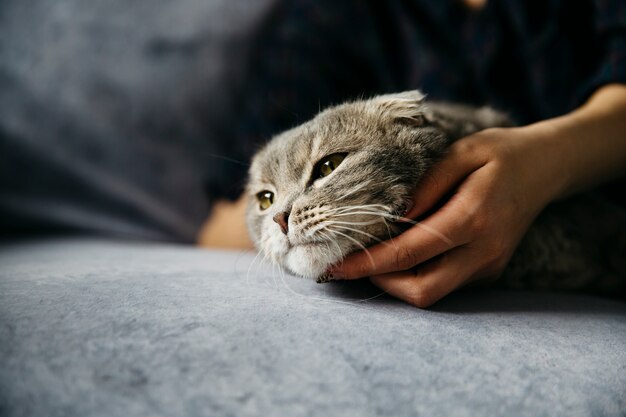 Mulher, acariciando, cute, preguiçoso, gato