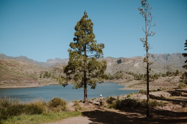 Mulher alpinista ao lado de um pinheiro com vista para um belo lago em um dia ensolarado