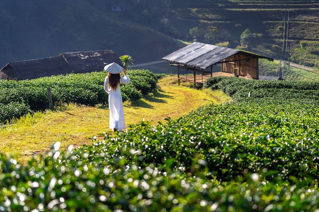 Mulher asiática que veste a cultura do Vietnã tradicional no campo de chá verde.