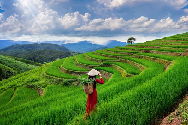 Mulher asiática vestindo a cultura tradicional do Vietnã no terraço de arroz de Ban pa bong piang em Chiangmai, Tailândia