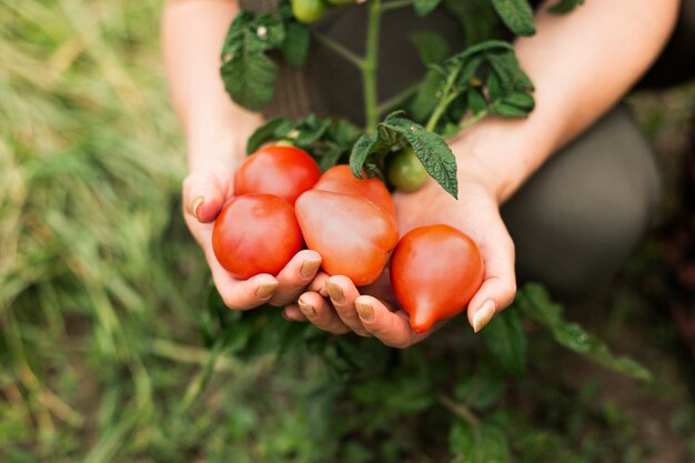 Mulher close-up, segurando, tomates