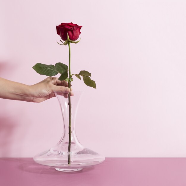 Mulher colocando uma linda rosa em um vaso de vidro de fundo largo