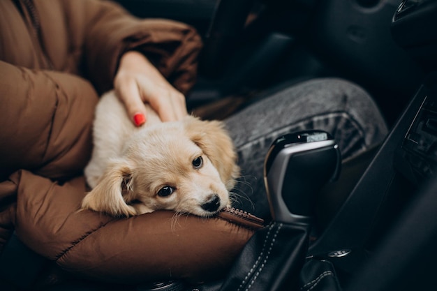 Mulher com seu cachorro fofo sentado no carro