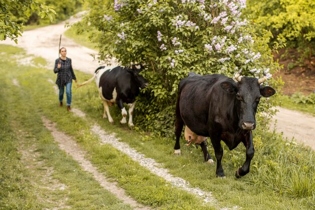 Mulher com vacas no campo