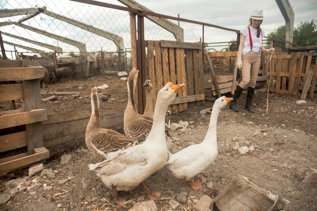 Mulher, cuidando, gansos, agricultor