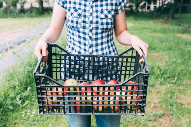 Foto grátis mulher de colheita com maçãs