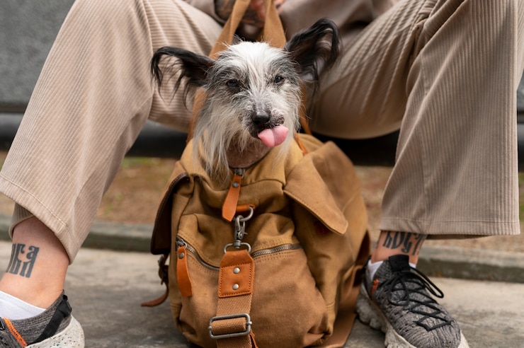 Foto grátis mulher de vista frontal carregando cachorro na bolsa