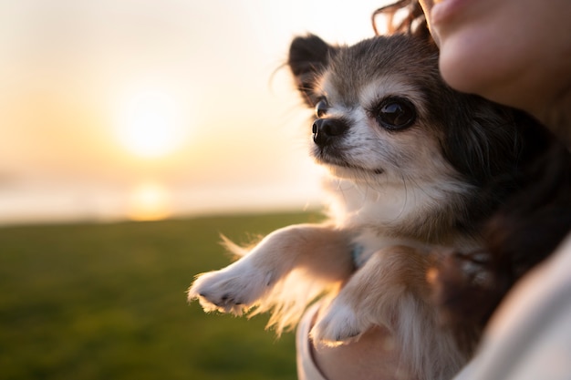 Foto grátis mulher de vista lateral com cachorro chihuahua