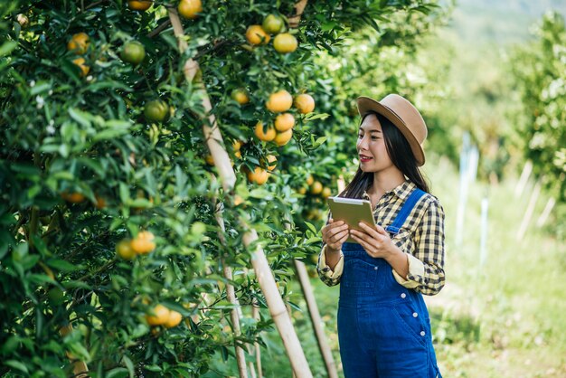 mulher havesting plantação de laranja