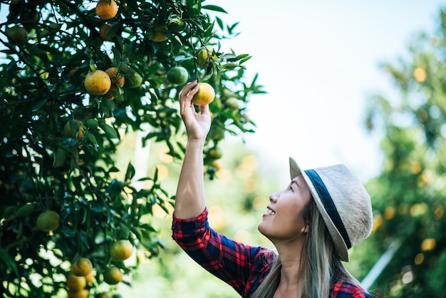 mulher havesting plantação de laranja